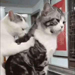 Meet your Posher, Ping